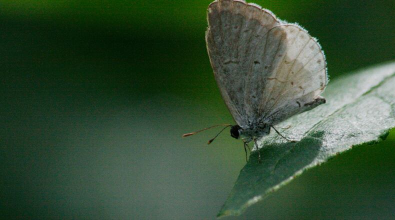 The Cabbage White butterfly is the most common butterfly in Ohio. STAFF