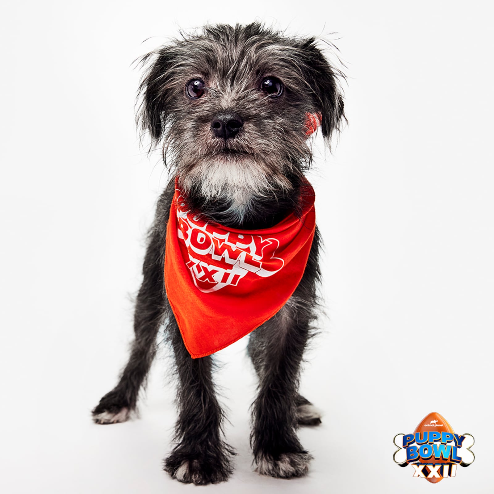 Derby, one of two terrier puppies from the Humane Society of Greater Dayton to play in the 2026 Puppy Bowl. PROVIDED