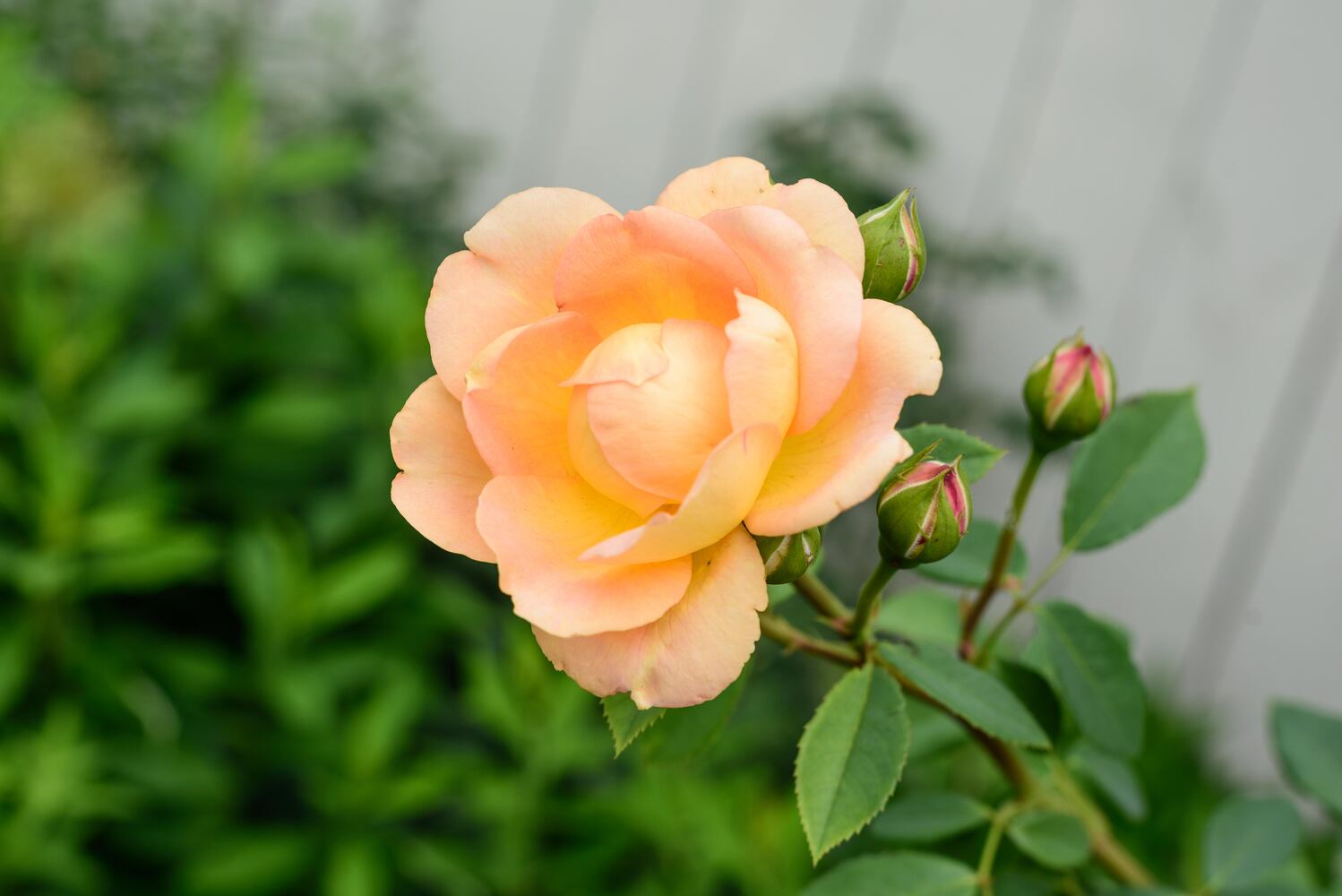 PHOTOS: 2024 St. Anne's Hill Historic District Garden Tour