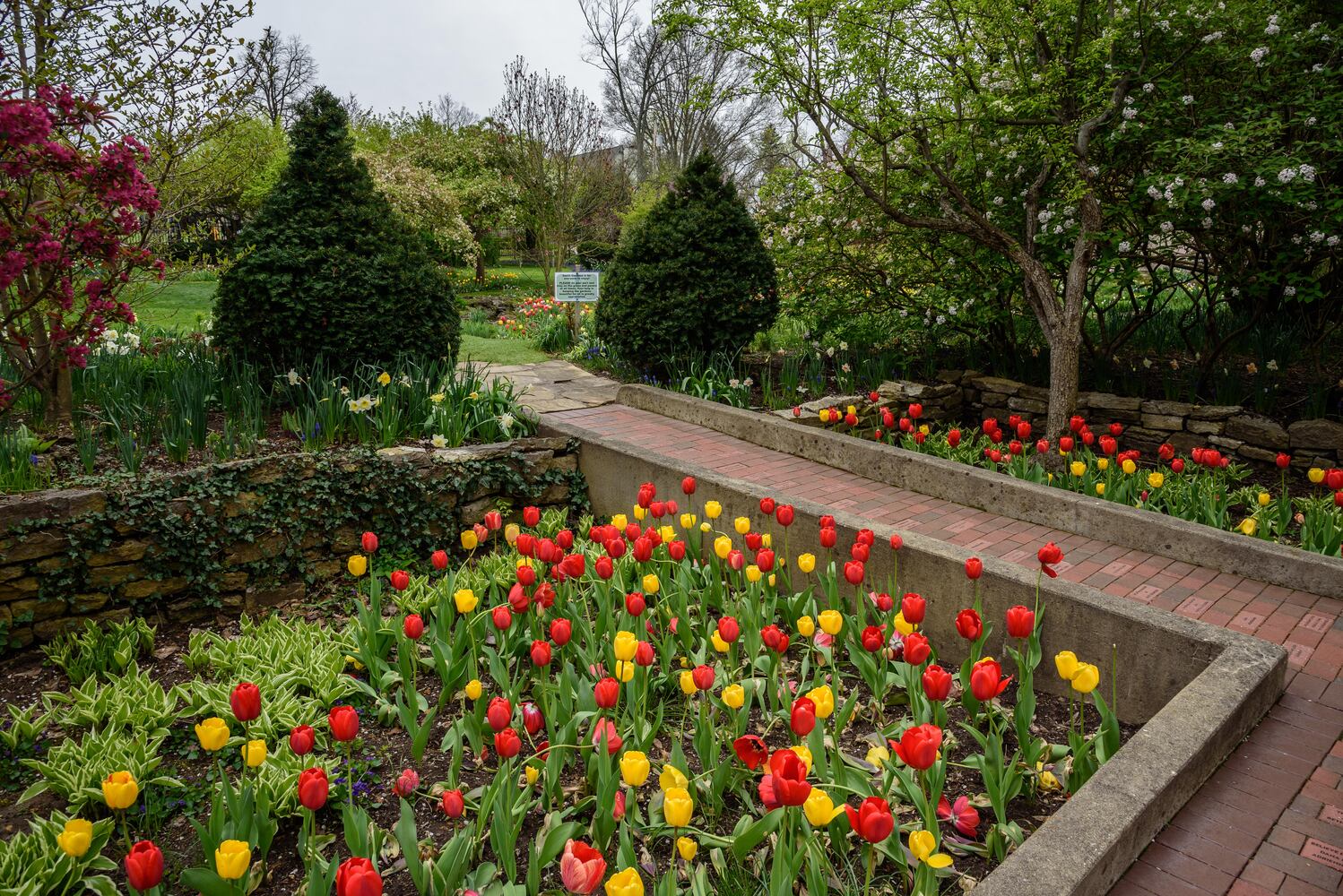 PHOTOS: Multi-colored tulips are in full bloom at Smith Memorial Gardens