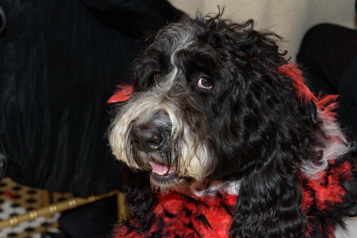PHOTOS: Did we spot you at the Pet Afflaire Gala at the Dayton Arcade?