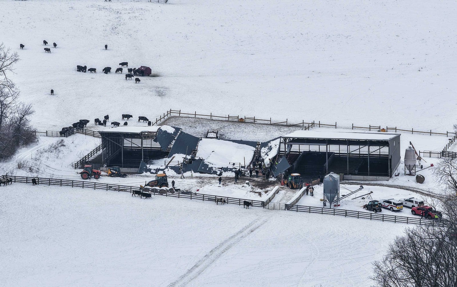 Between 30 to 40 cows were trapped after a barn collapse in Wayne Twp. on Feb. 3, 2026. NICK GRAHAM, STAFF