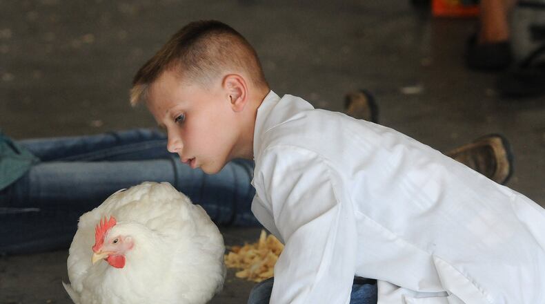 Carson Barr, 10, of Brookville, looks over his chicken, Billy, just before judging Wednesday at the Montgomery County Fairgrounds. MARSHALL GORBYSTAFF