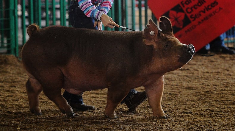 Samantha Durst, then age 13, won champion Tamworth Borrow on Aug. 16, 2023 at the 2023 Miami County Fair. The 2025 Miami County kicks off on Friday, Aug. 8, 2025. MARSHALL GORBY\STAFF
