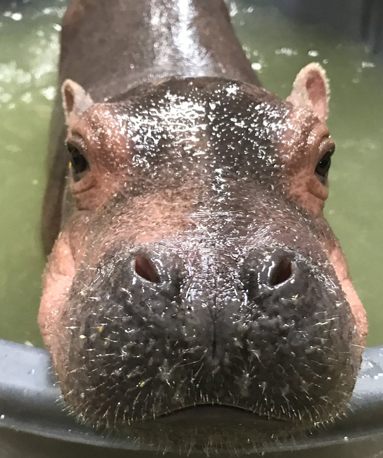 Meet Fiona, the beloved baby hippo at the Cincinnati Zoo. She hasn’t made her public debut yet, but when she does, be ready. CONTRIBUTED