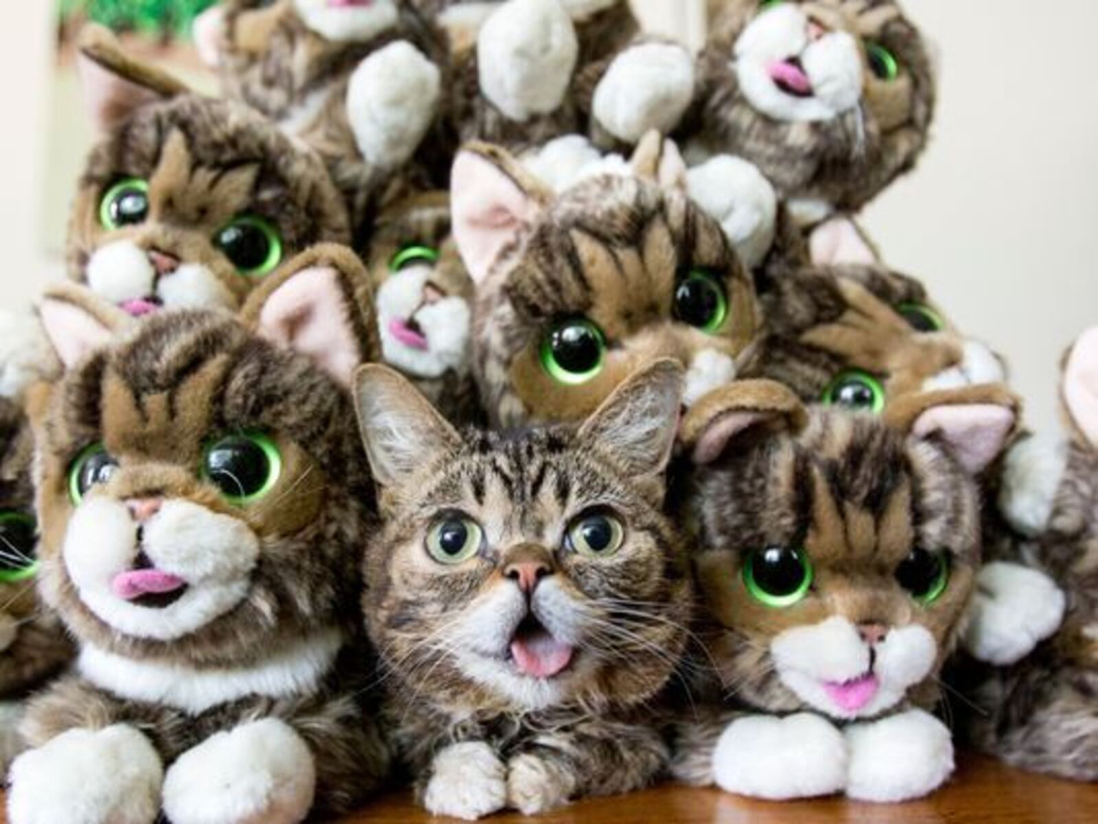 Lil BUB is surrounded by stuffed likenesses, available in her online store.
