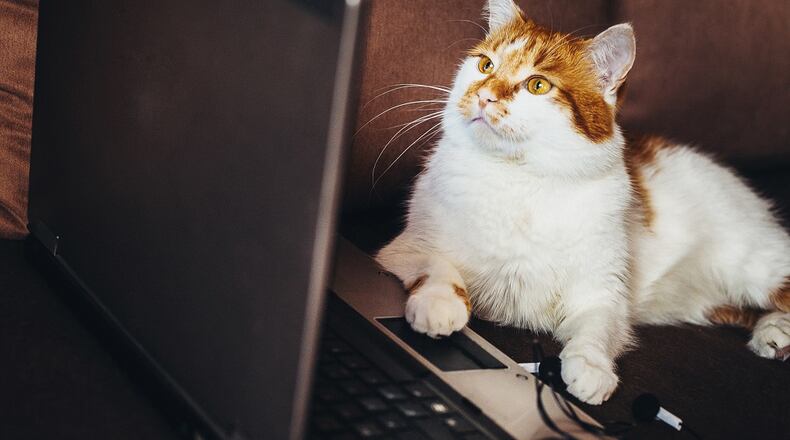 Good news, cat lovers! There are still tickets available to the Sunday showing of the Cat Video Fest at The Neon in Dayton on March 1.