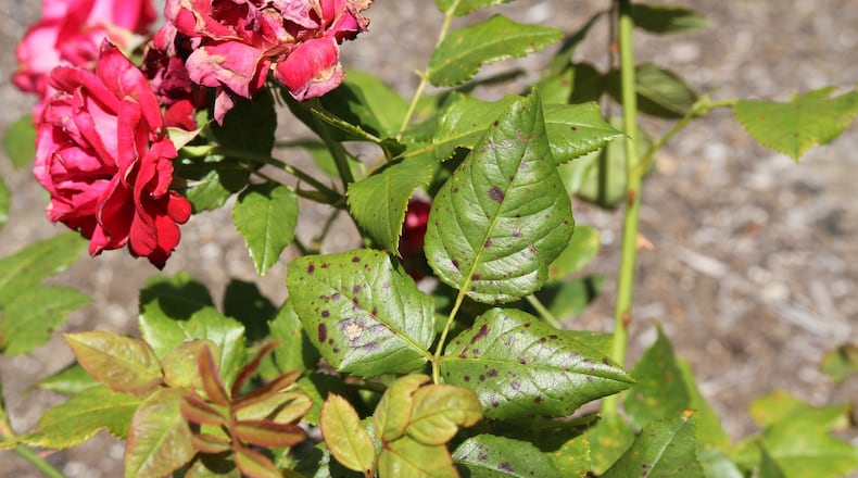 Rose black spot on rose leaf. CONTRIBUTED