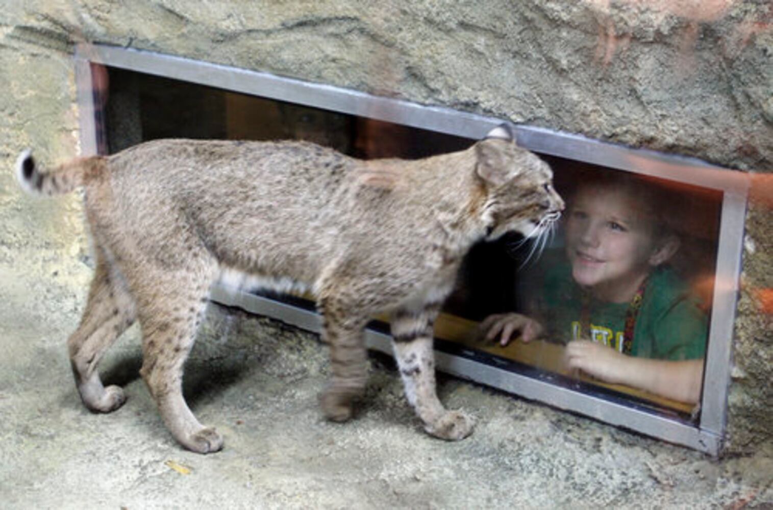 Boonshoft's Discovery Zoo opens