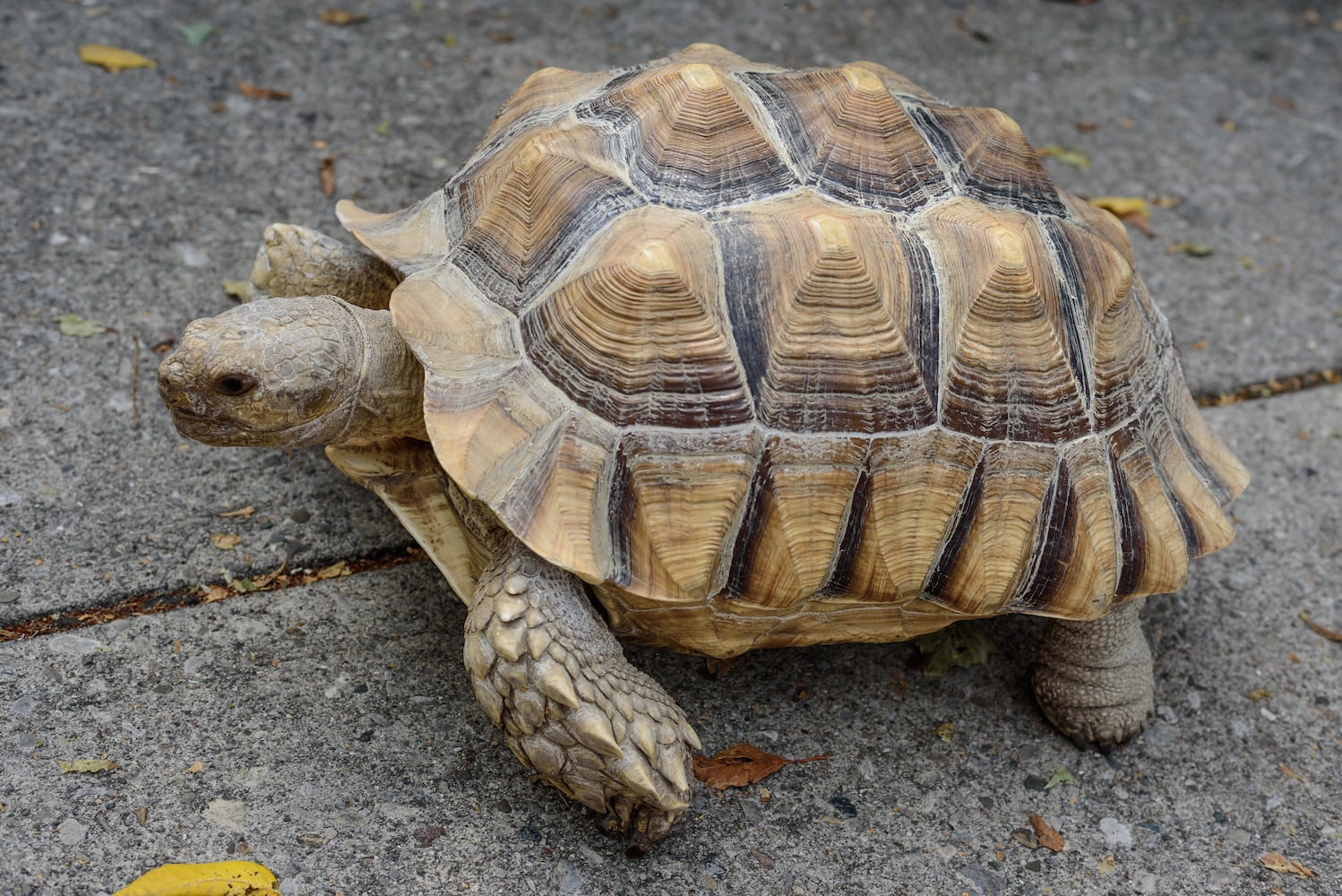 PHOTOS: 2025 Kettering EcoFEST
