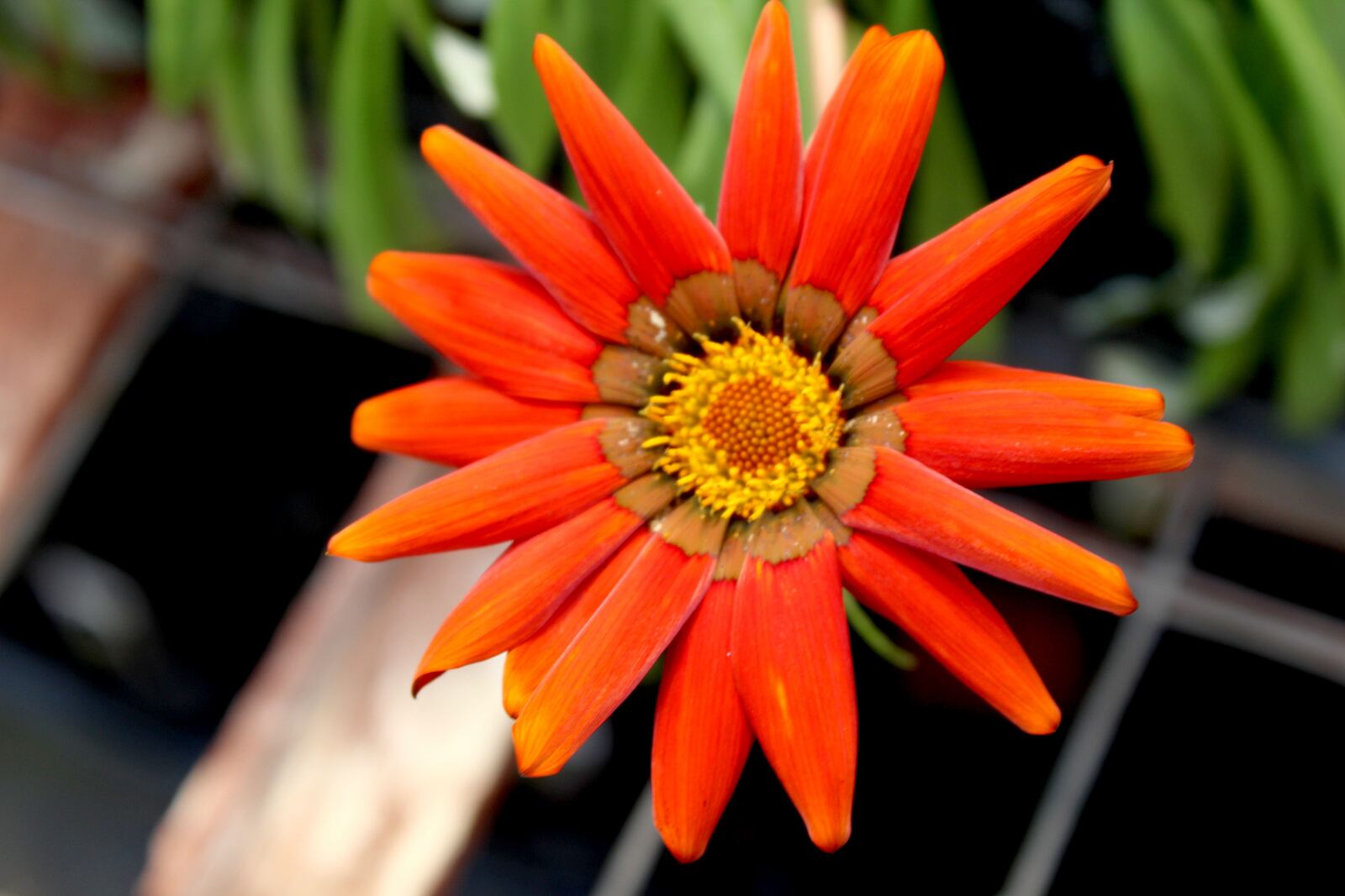 We take you inside of North Dayton Garden Center with  center co-owner Rick Kossoudji . Photo by Amelia Robinson