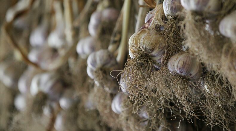Garlic hangs in the barn at Thaxton's Organic Garlic on Wednesday, July 20, 2016, in Hudson, Ohio. Fred Thaxton grows 11 varieties of organic garlic at the farm. (Mike Cardew/Akron Beacon Journal)