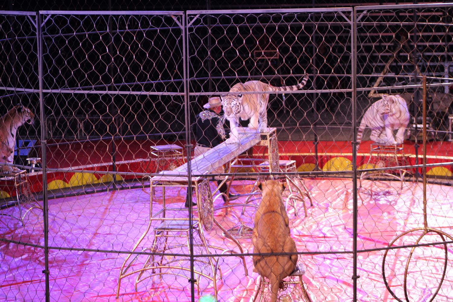 PHOTOS: Antioch Shrine Circus at UD Arena