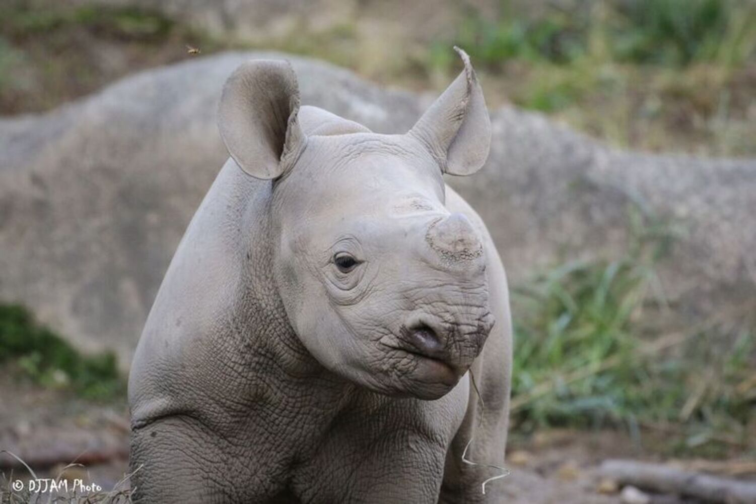 PHOTOS: This first look at Cincinnati Zoo's Zoo babies will be the best part of your day