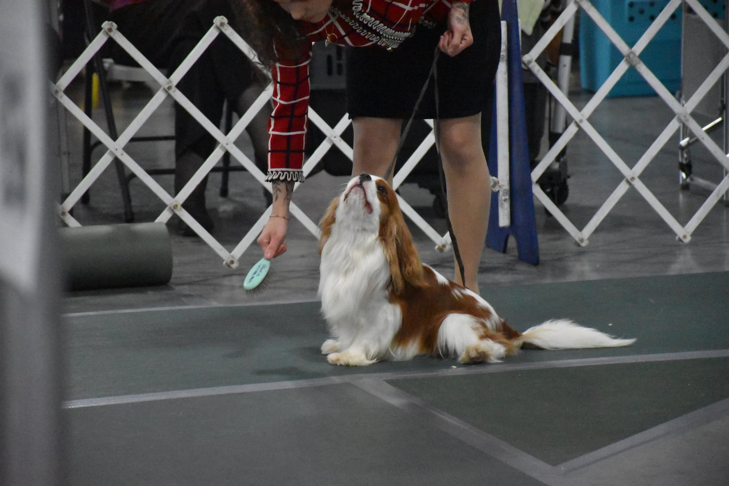 Fort St. Clair Kennel Club Dog Show