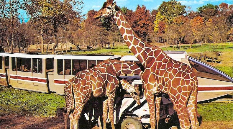 Kings Island's former Lion Country Animal Safari took guests on a monorail trek through various enclosures filled with lions, zebras, giraffes and more. Photo courtesy of Kings Island and Don Helbig