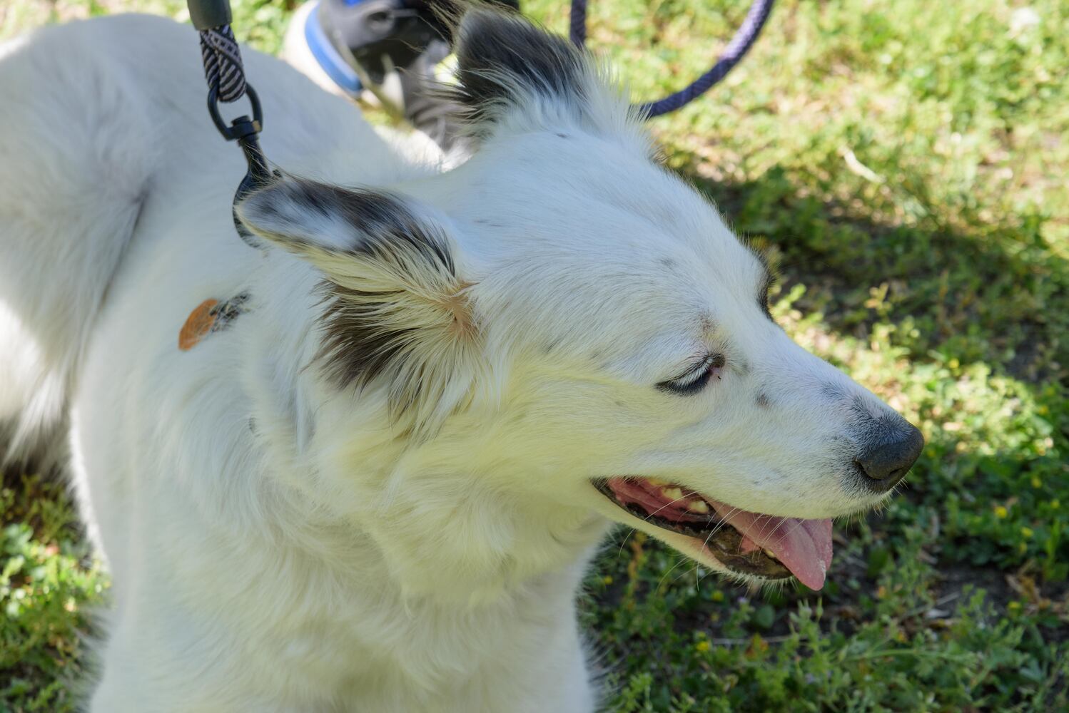 PHOTOS: Did we spot you and your doggie during the Furry Skurry 5K & Furry Fest at Eastwood MetroPark?