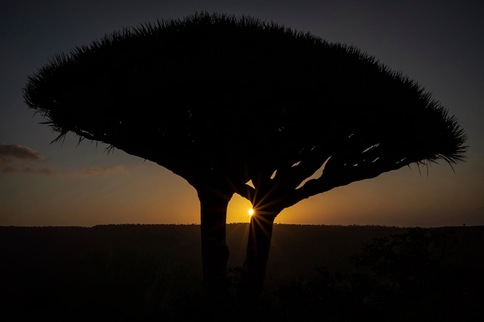 The sunrise appears between the branches of a dragon's blood tree on the Yemeni island of Socotra, on Sept. 20, 2024. (AP Photo/Annika Hammerschlag)