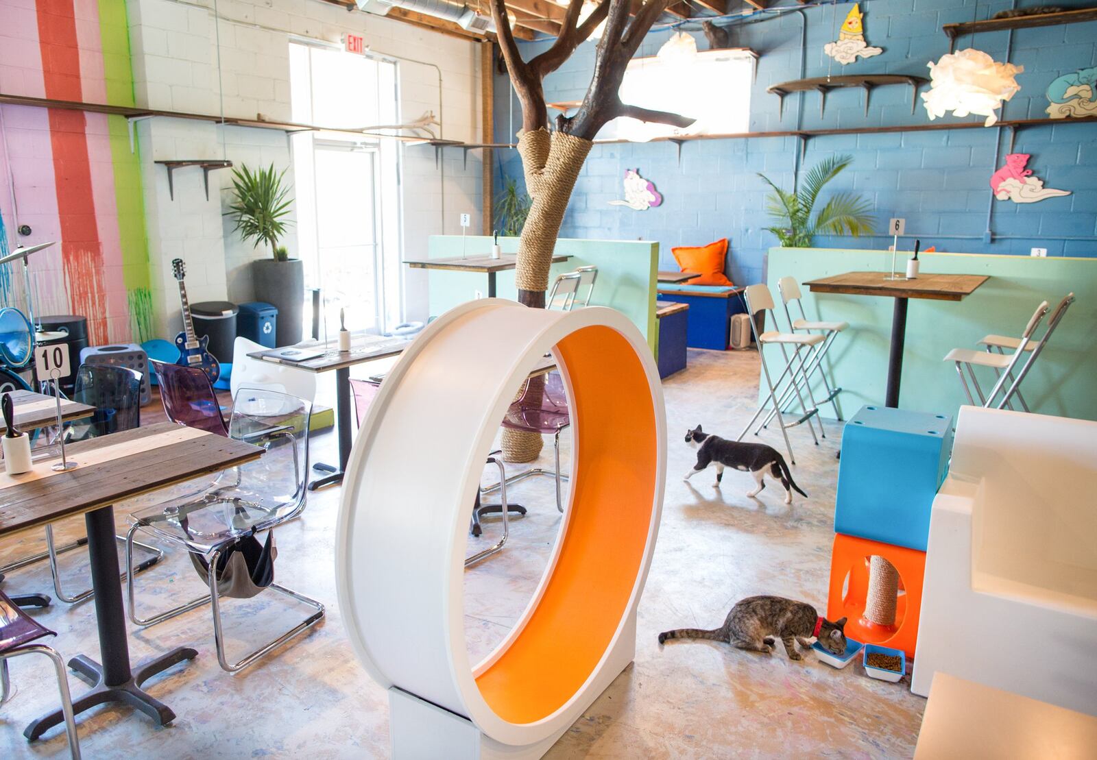 East Austin’s Blue Cat Cafe, a cat-themed restaurant with adoption services on-site, allows Humane Society cats that are up for adoption to roam the space.
