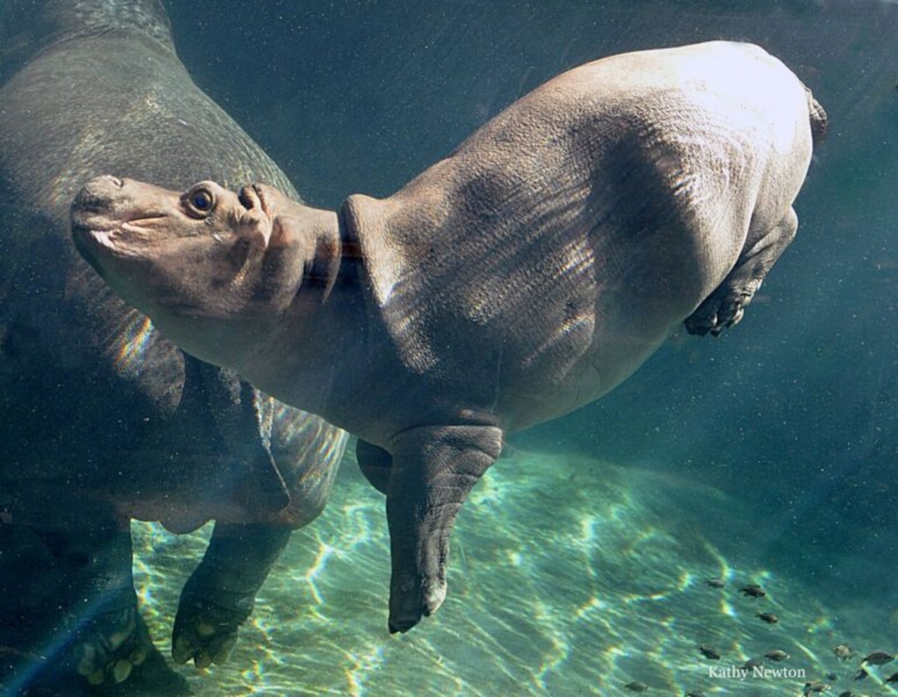 PHOTOS: This first look at Cincinnati Zoo's Zoo babies will be the best part of your day