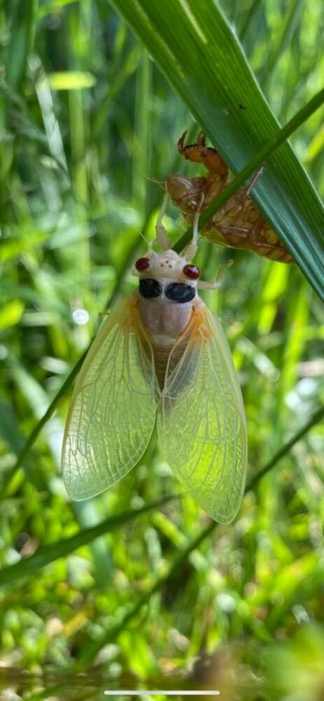 Cicadas in Miami Valley
