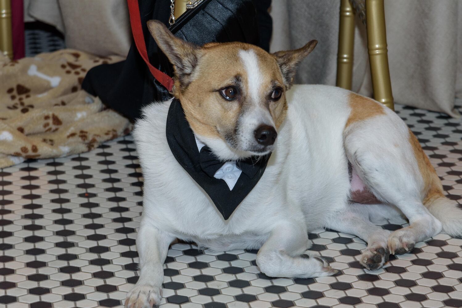 PHOTOS: Did we spot you at the Pet Afflaire Gala at the Dayton Arcade?