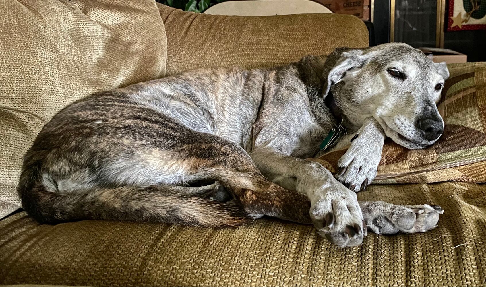National Puppy Day staff pictures