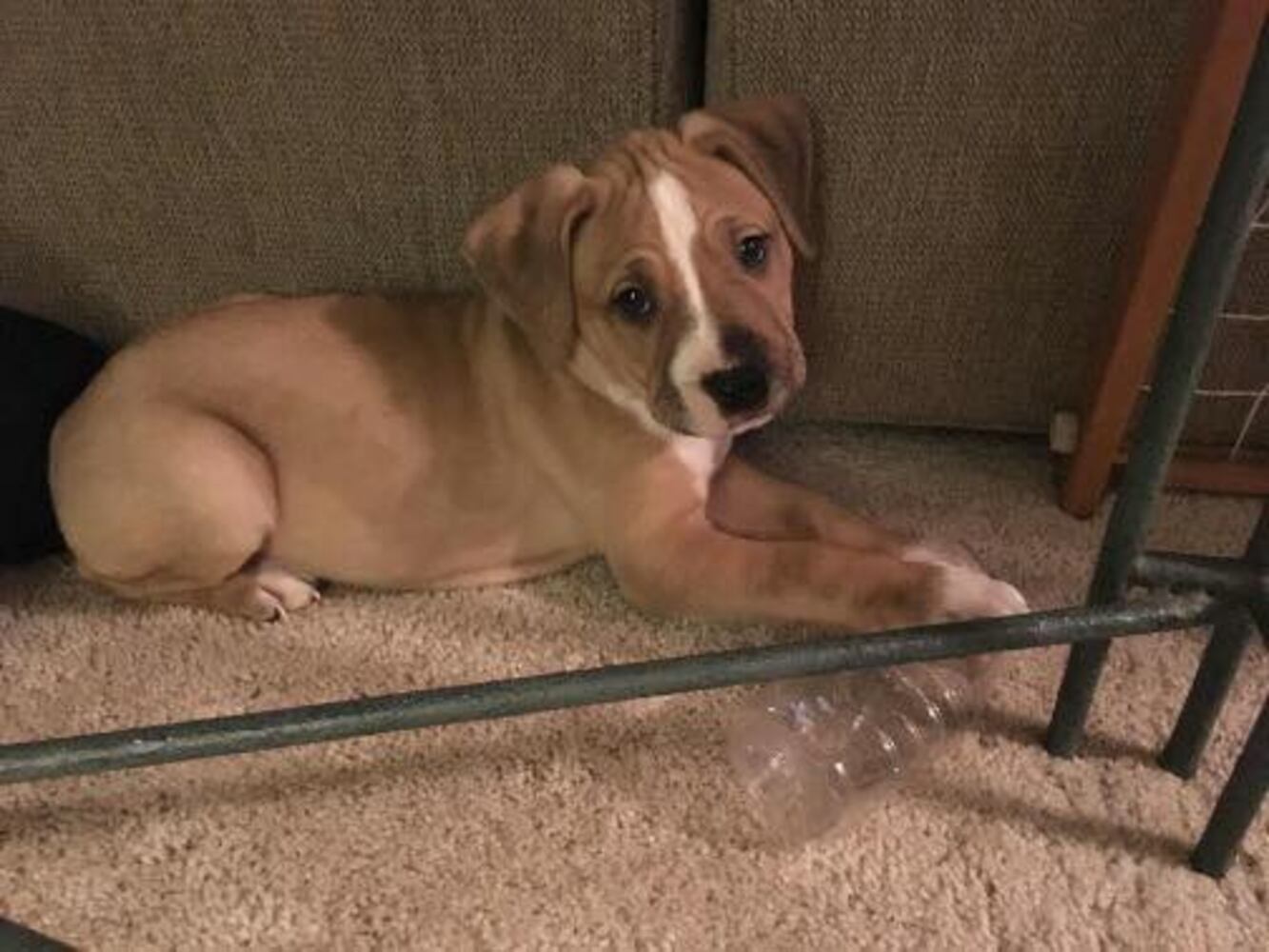 National Puppy Day