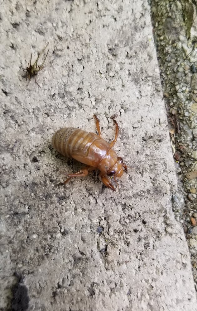 Dawn Booth cicada nymph