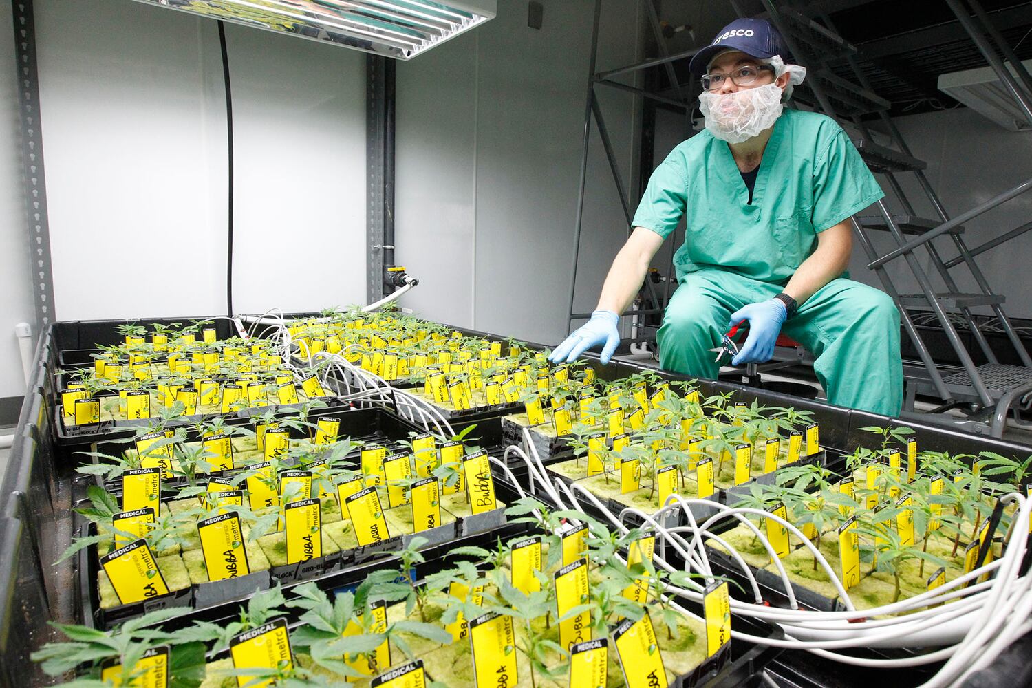 Sneak peek: Cresco Labs medical marijuana cultivator in Yellow Springs