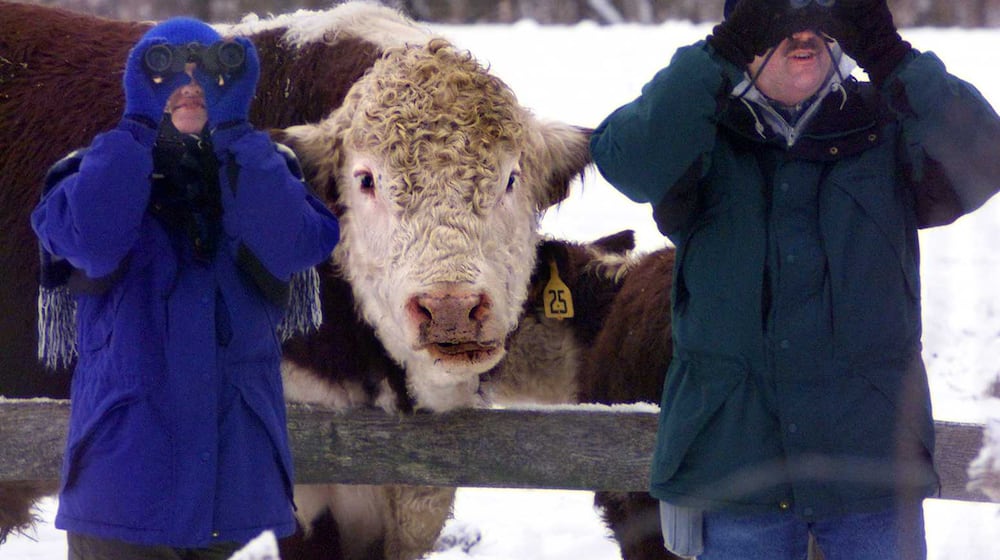 While participating in the annual Christmas bird count at the Aullwood Audubon Center, Ray Corder and his daughter Carrie are approached from behind by a bull that is cared for at the Aullwood Farm. STAFF FILE PHOTO