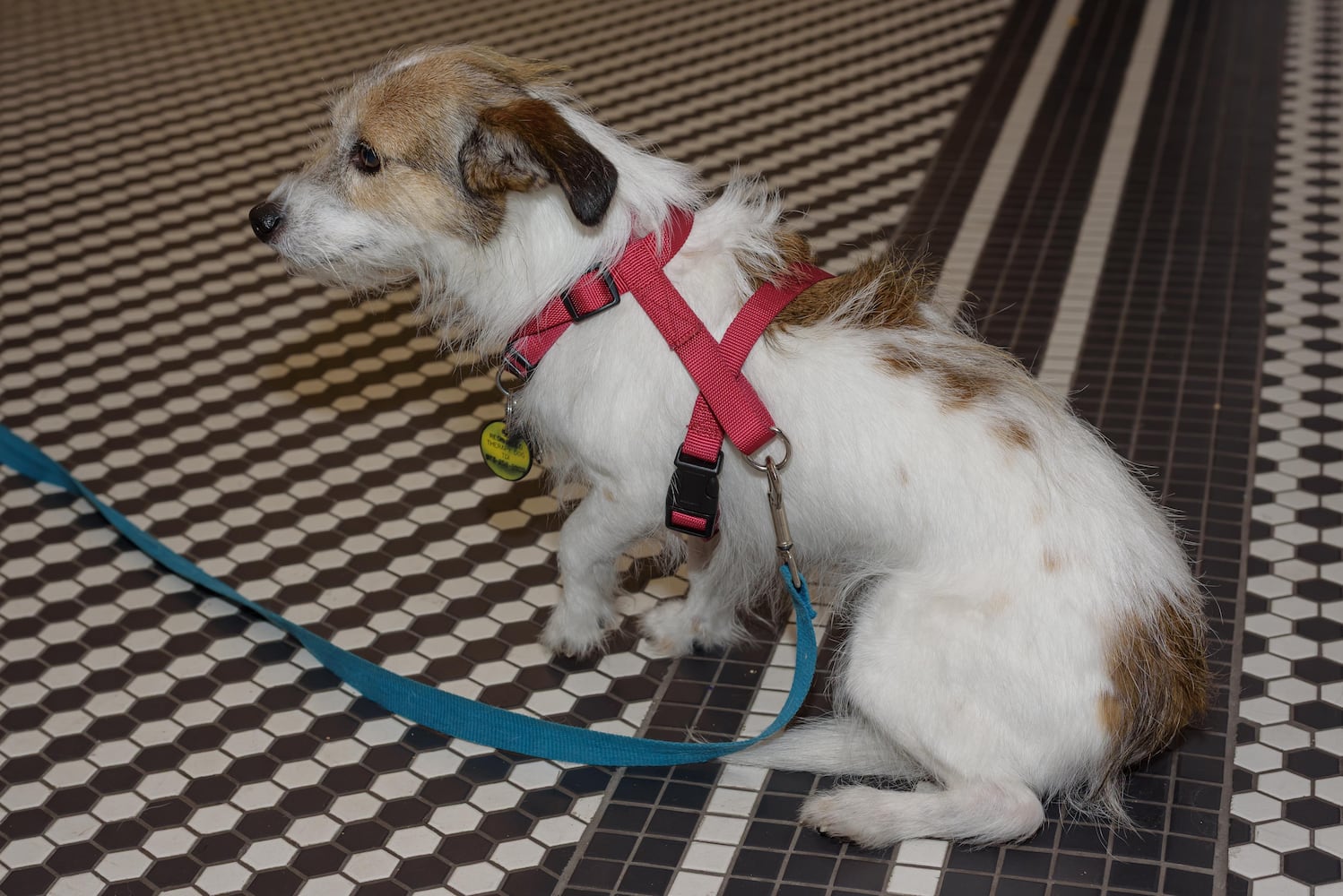 PHOTOS: 2025 Pet Afflaire Gala at the Dayton Arcade