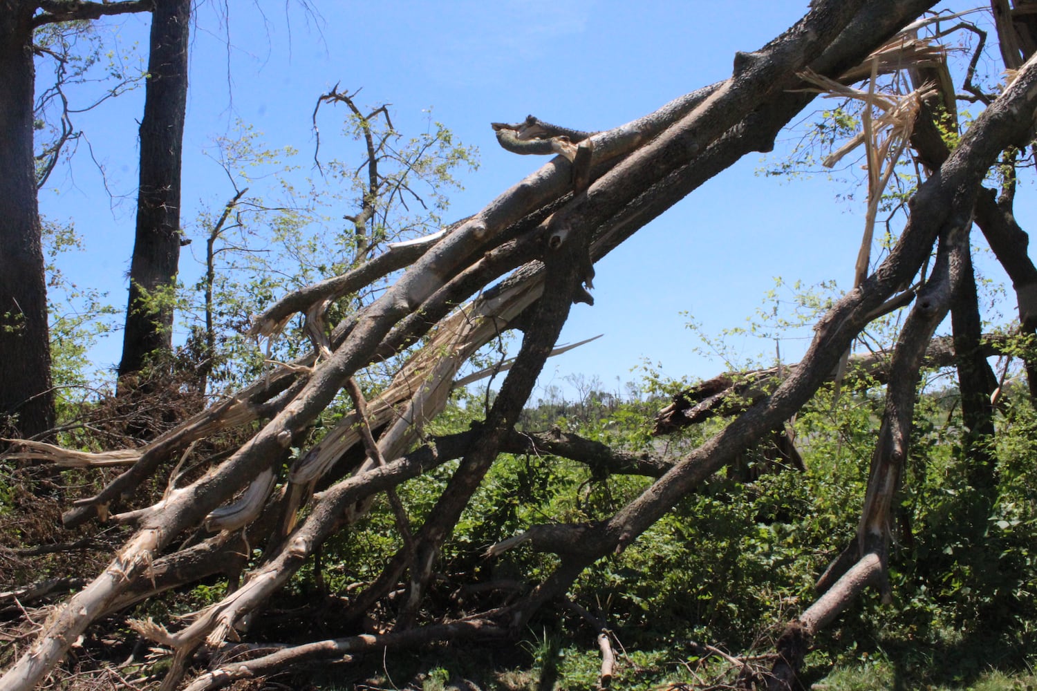 Photos: ‘extraordinary’ damage to parts of  Wegerzyn MetroPark, some parts mostly untouched