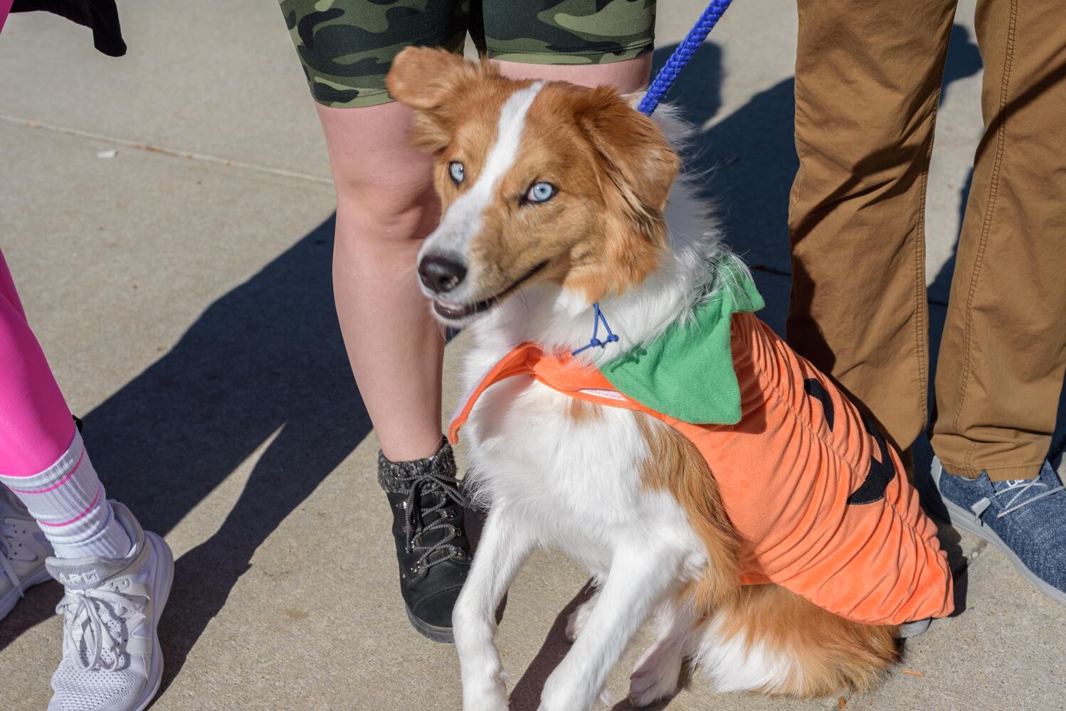 PHOTOS: Did we spot you and your dog at Wag-O-Ween at the Kettering Recreation Center?
