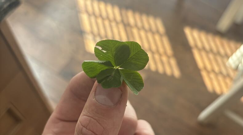 This five-leaf clover was found by Roger Shoemaker, 25, who owns local landscaping company The Yard Picasso | CONTRIBUTED