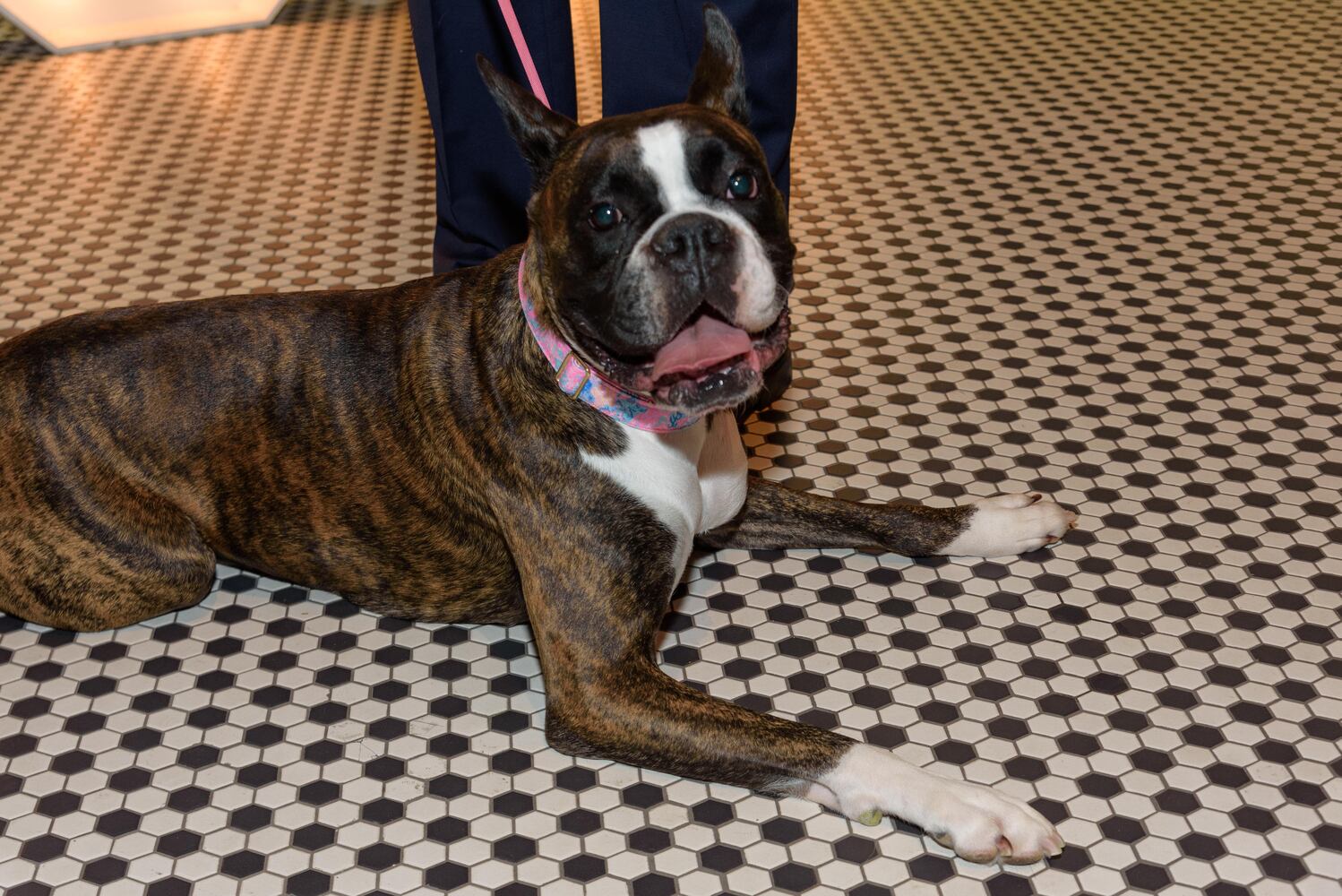 PHOTOS: Did we spot you at the Pet Afflaire Gala at the Dayton Arcade?