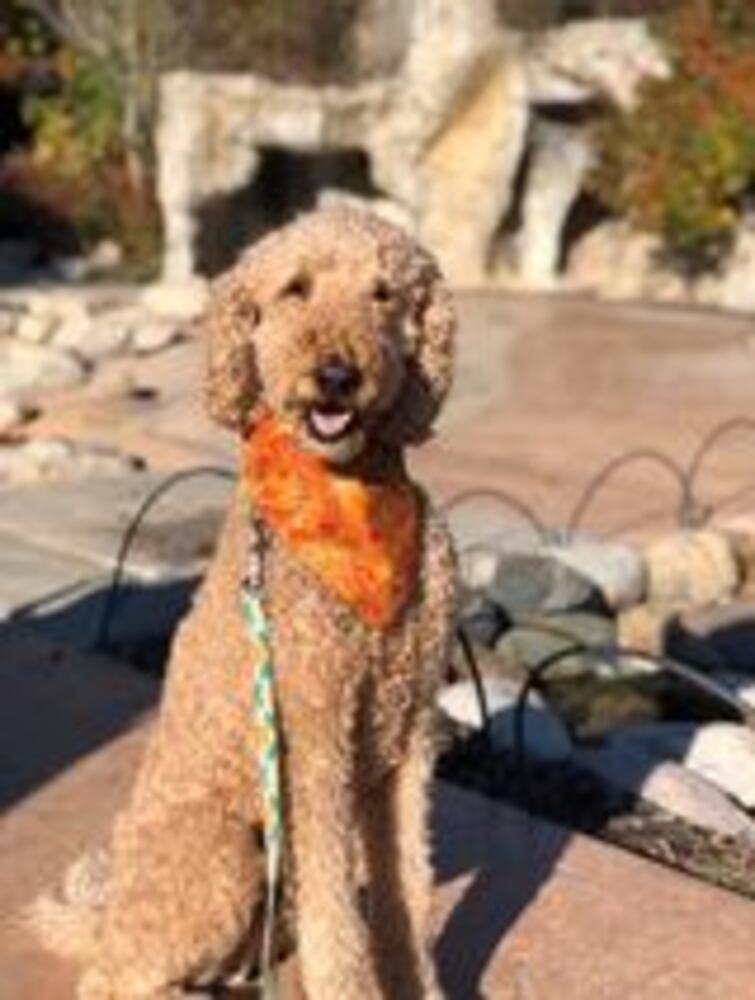 National Dog Day in the Miami Valley