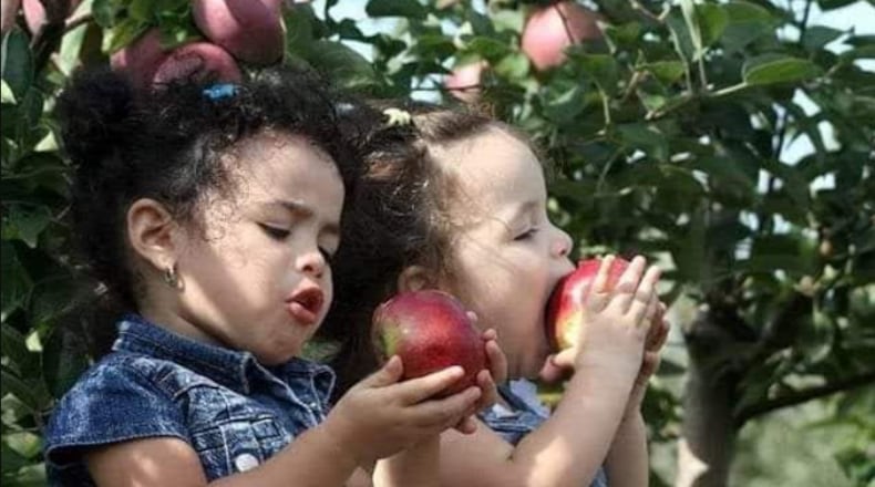 Monnin's Fruit Farm has been operating for more than six decades, offering a variety of u-pick fruit throughout the year - CONTRIBUTED