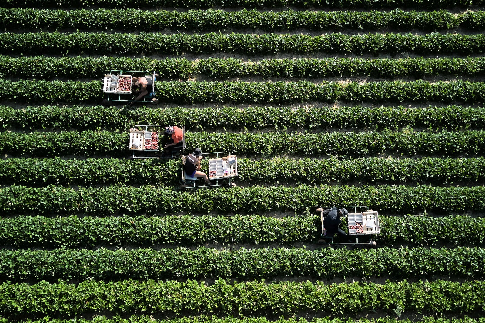 Harvest helpers harvest strawberries on a field in the outskirts of Frankfurt, Germany, Monday, June 30, 2025. (AP Photo/Michael Probst)