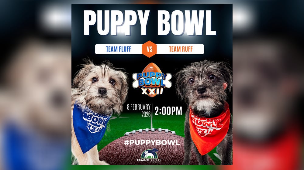 Terrier mix siblings Derby and Summer from the Humane Society of Greater Dayton will play on opposite teams in the 2026 Puppy Bowl on Feb. 8 at 2 p.m. PROVIDED