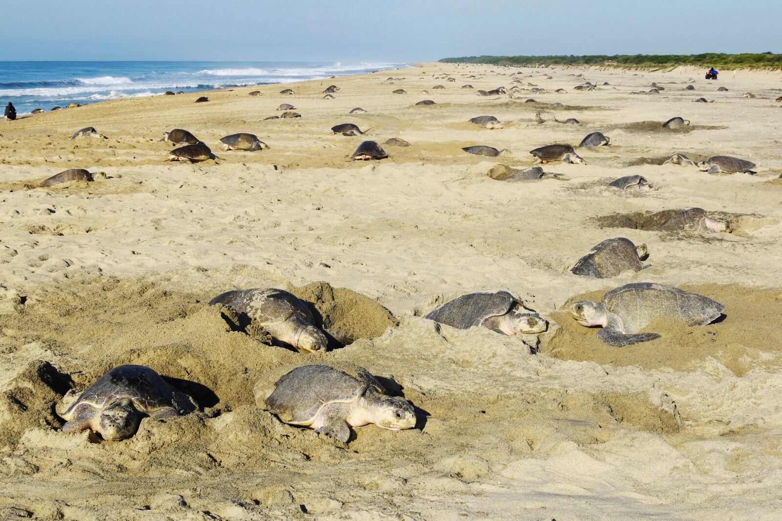 This photo provided by the Oceanic Society shows olive Ridley turtles nesting in La Escobilla, Mexico in 2021. (Ashleigh Bandimere/Oceanic Society via AP)