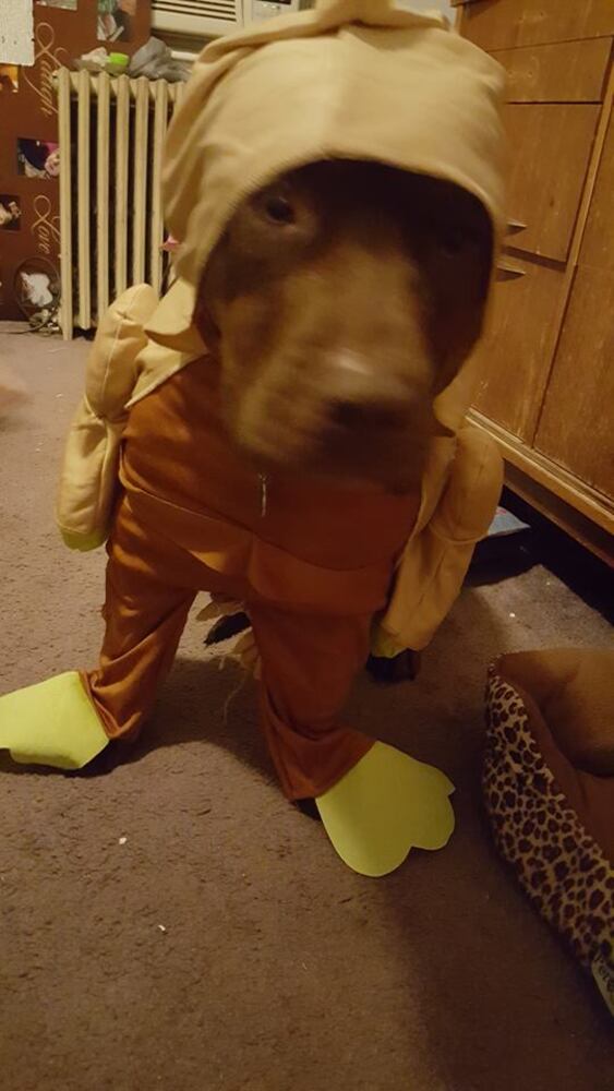 PHOTOS: Local pets ready for Halloween