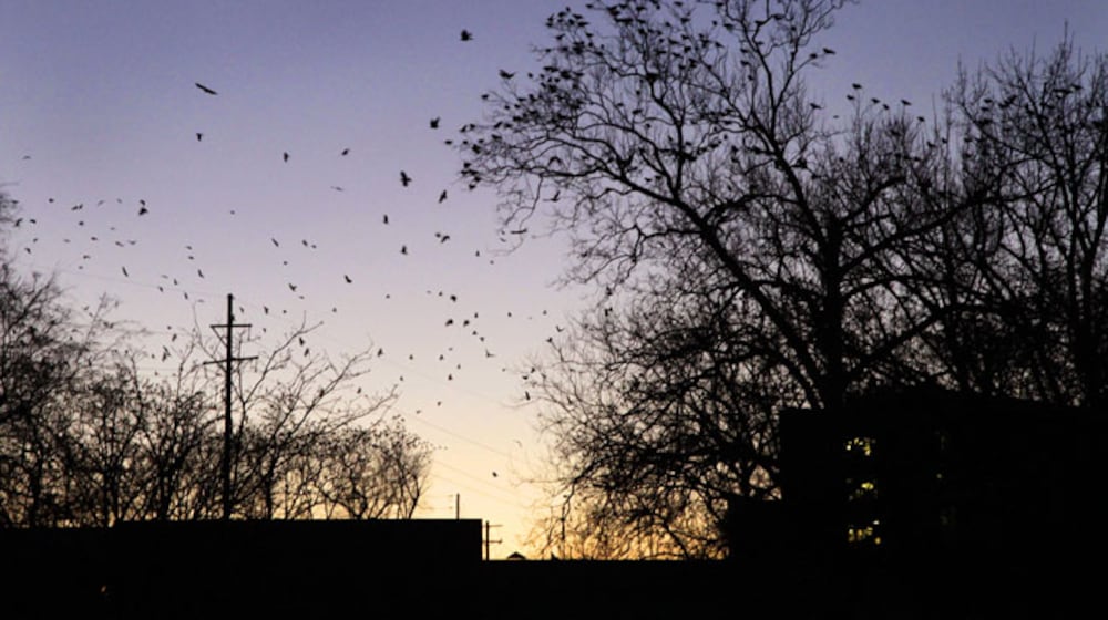 Crows roost in the trees in Veteran's Park at dusk in Springfield on Thursday, Dec. 29, 2011. Staff Photo by Barbara J. Perenic