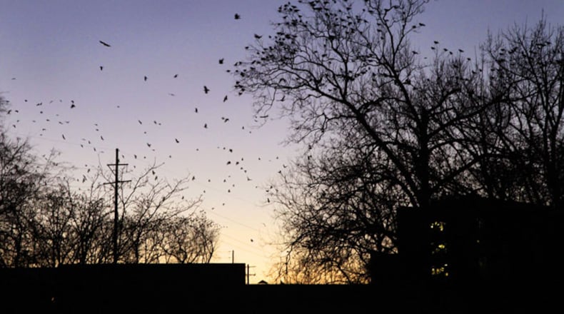 Crows roost in the trees in Veteran's Park at dusk in Springfield on Thursday, Dec. 29, 2011. Staff Photo by Barbara J. Perenic
