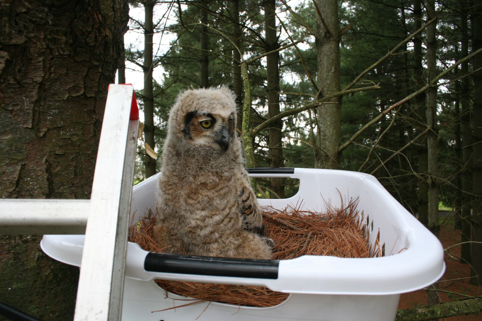 Nearly 200 birds from the Dayton area are brought into the Glen Helen Raptor Center rehab clinic every year. About 50 percent of those rescues are successfully released back into their habitats.