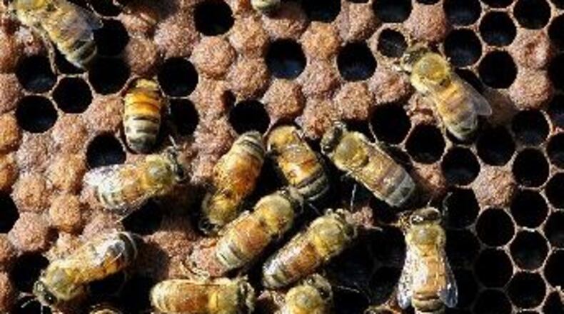 The OSU Extension, in partnership with the Master Gardener volunteers of Clark County, will offer a two-day beginner’s beekeeping course. Marshall Gorby/Staff