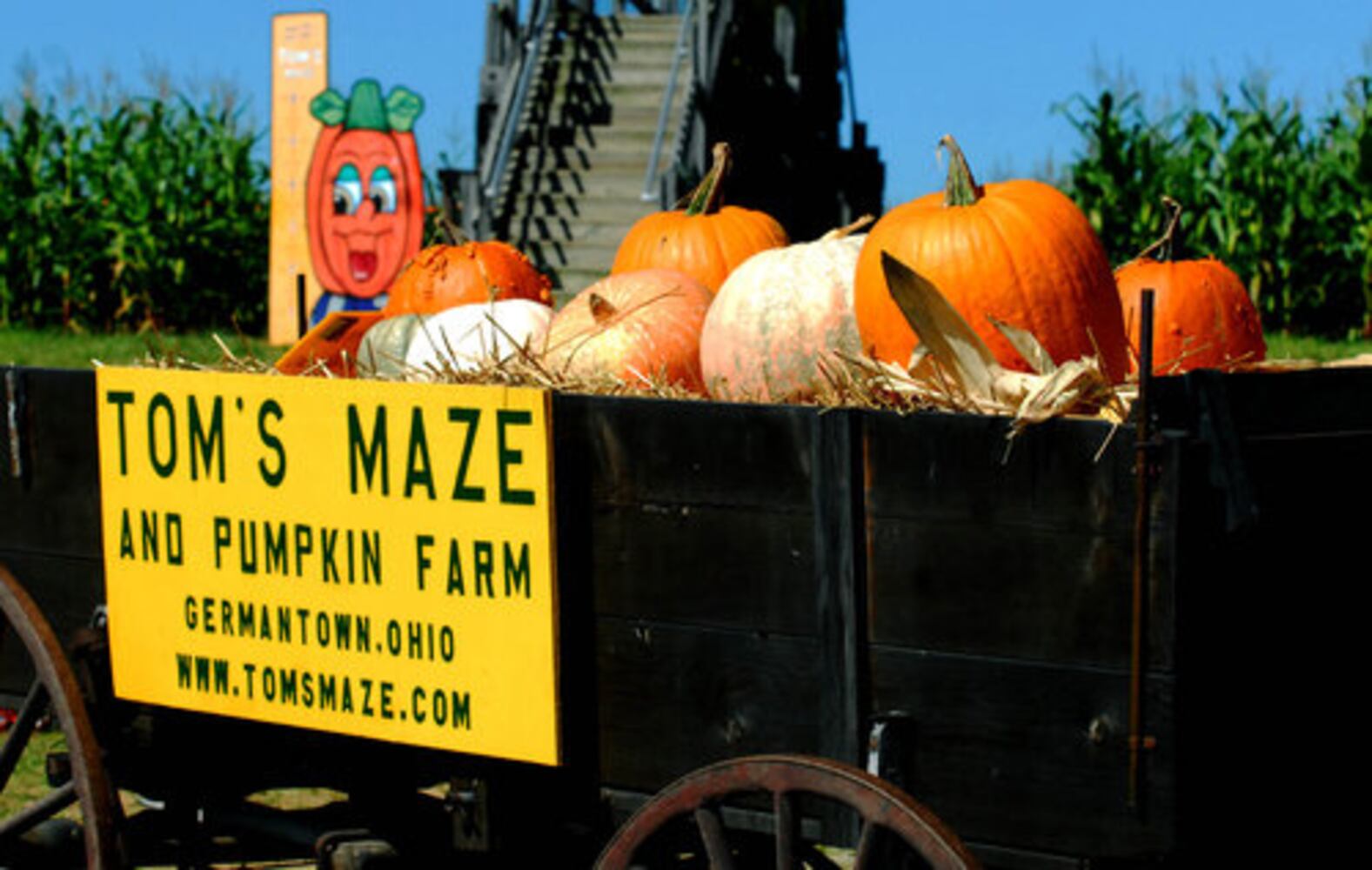 Tom's Maze corn maze opens