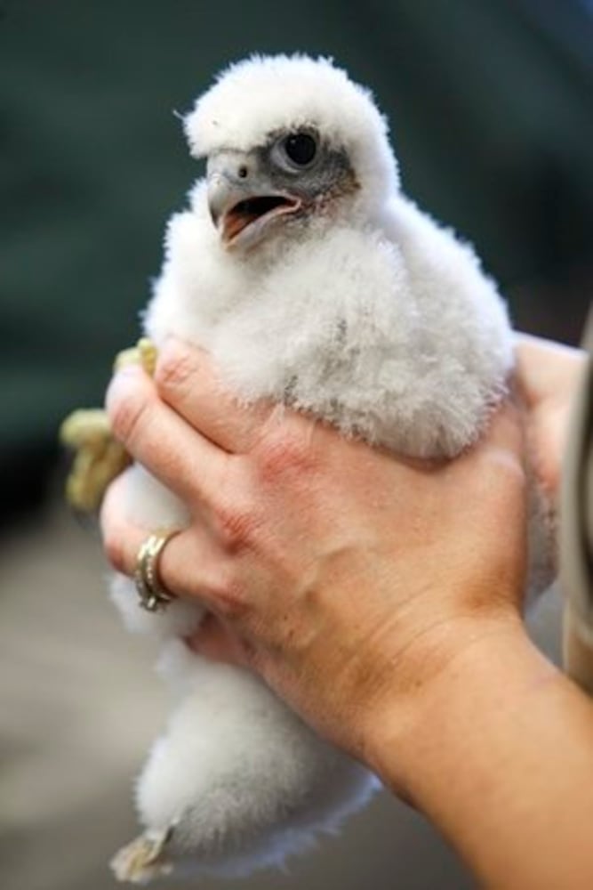 Peregrine Falcoln chicks get leg bands