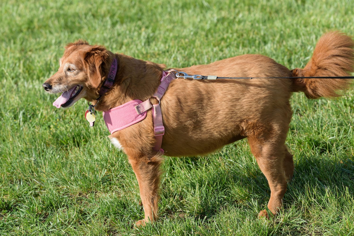 PHOTOS: 2025 Furry Skurry 5K at St. Leonard CHI Living Communities
