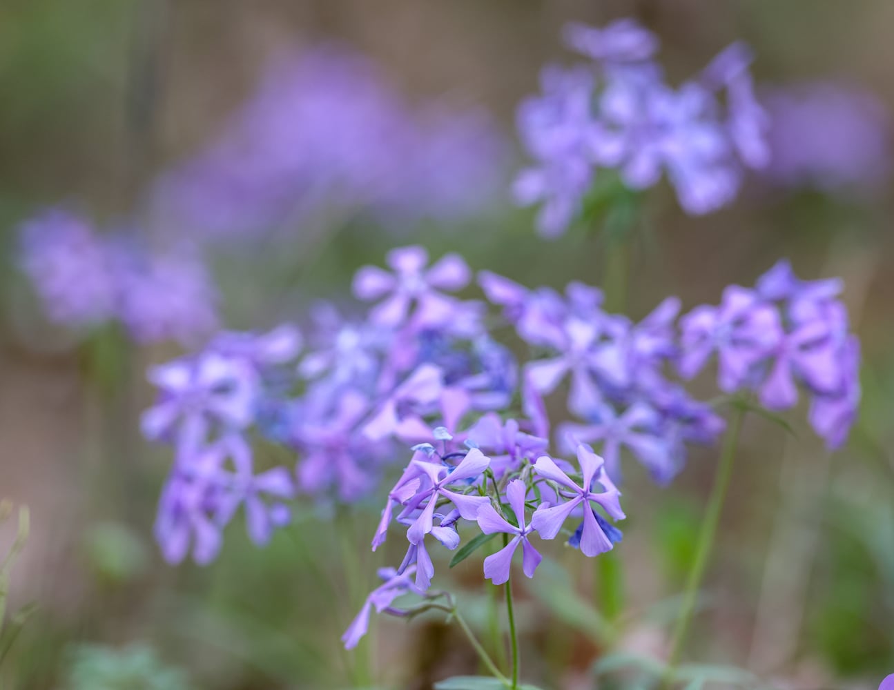 Blooms around Dayton, area MetroParks